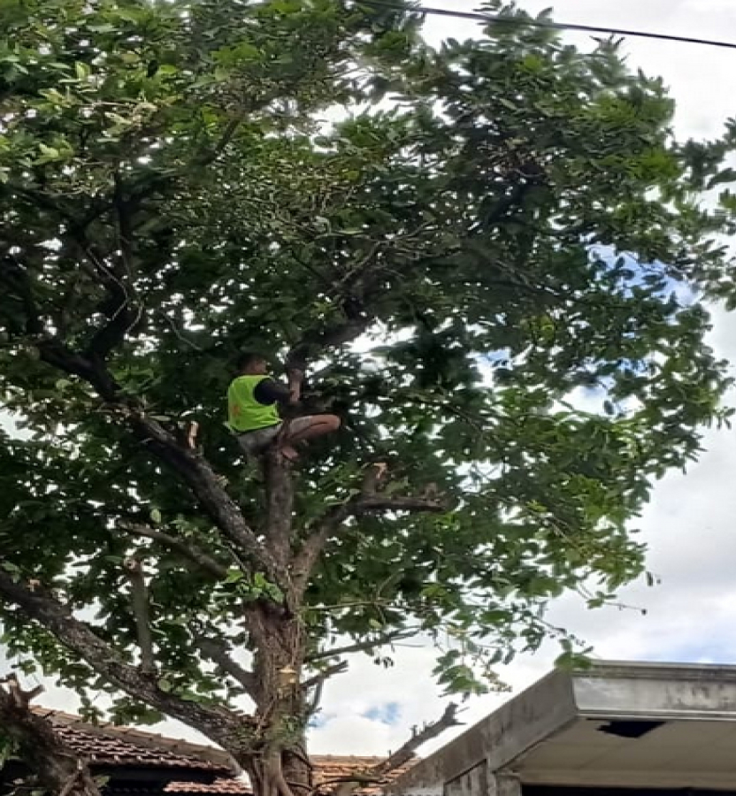 Tebang Pohon Mangga